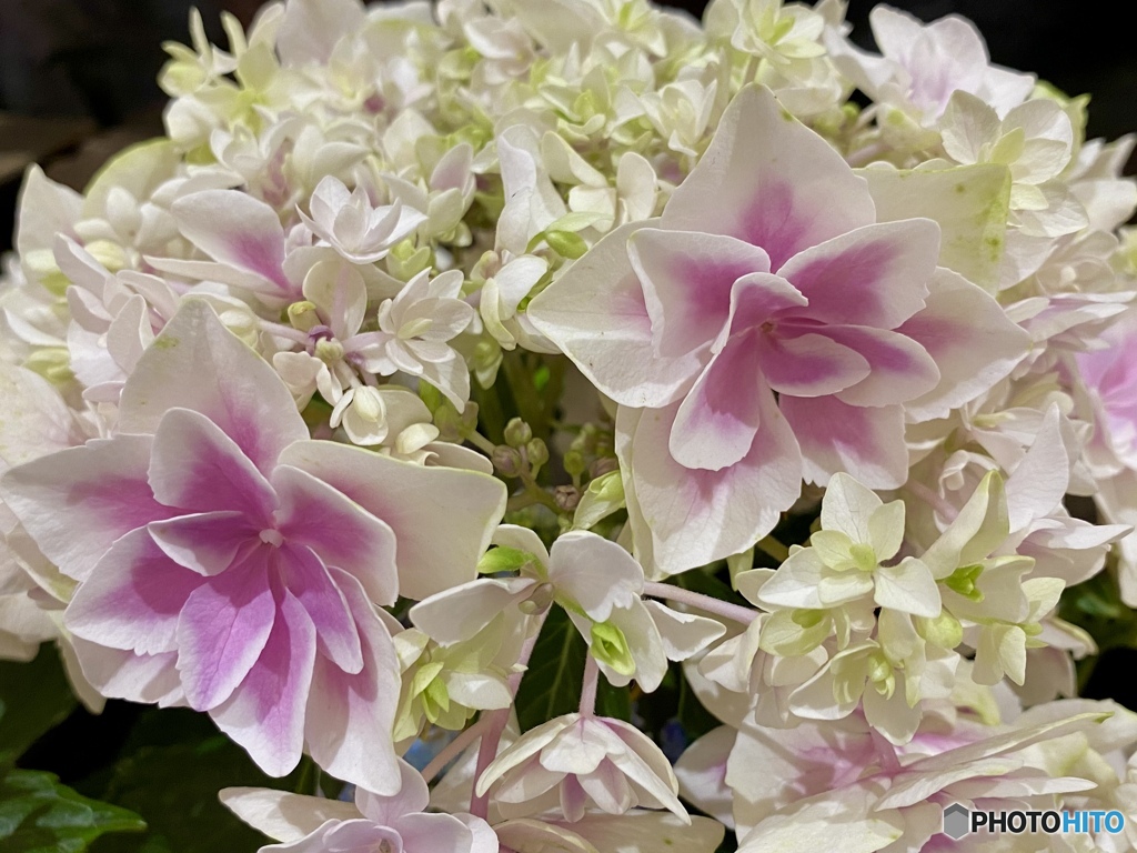 コンペイトウ・スマイル