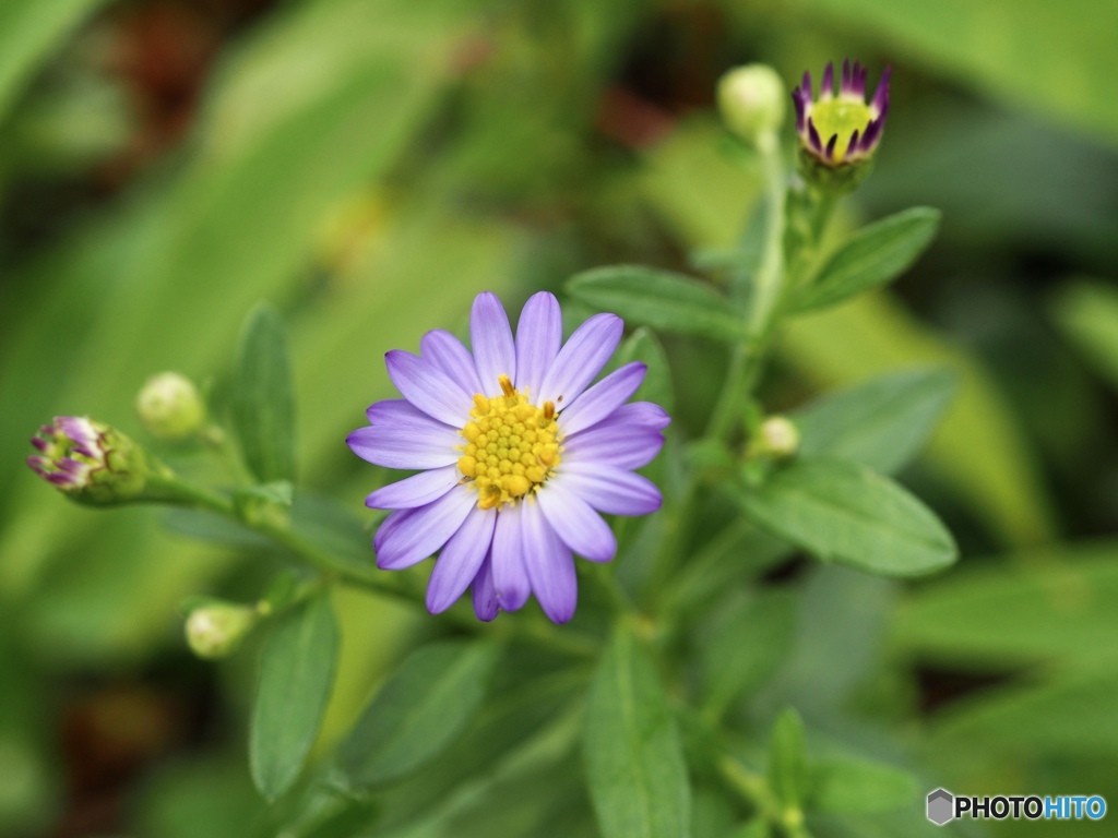 秋になったね…