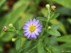 秋になったね…