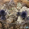 Dry Flower