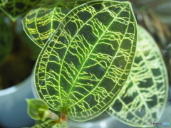 キラキラの葉脈 