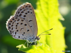 朝の訪問者  ヤマトシジミ