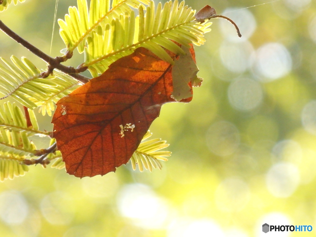 ユラユラゆらり