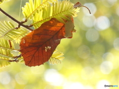 ユラユラゆらり