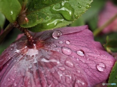 雨が嬉しくて…