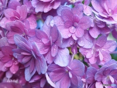 秋色紫陽花  （ごきげんよう）