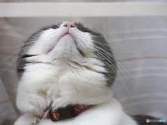 ウーム…何処にいったニャン？