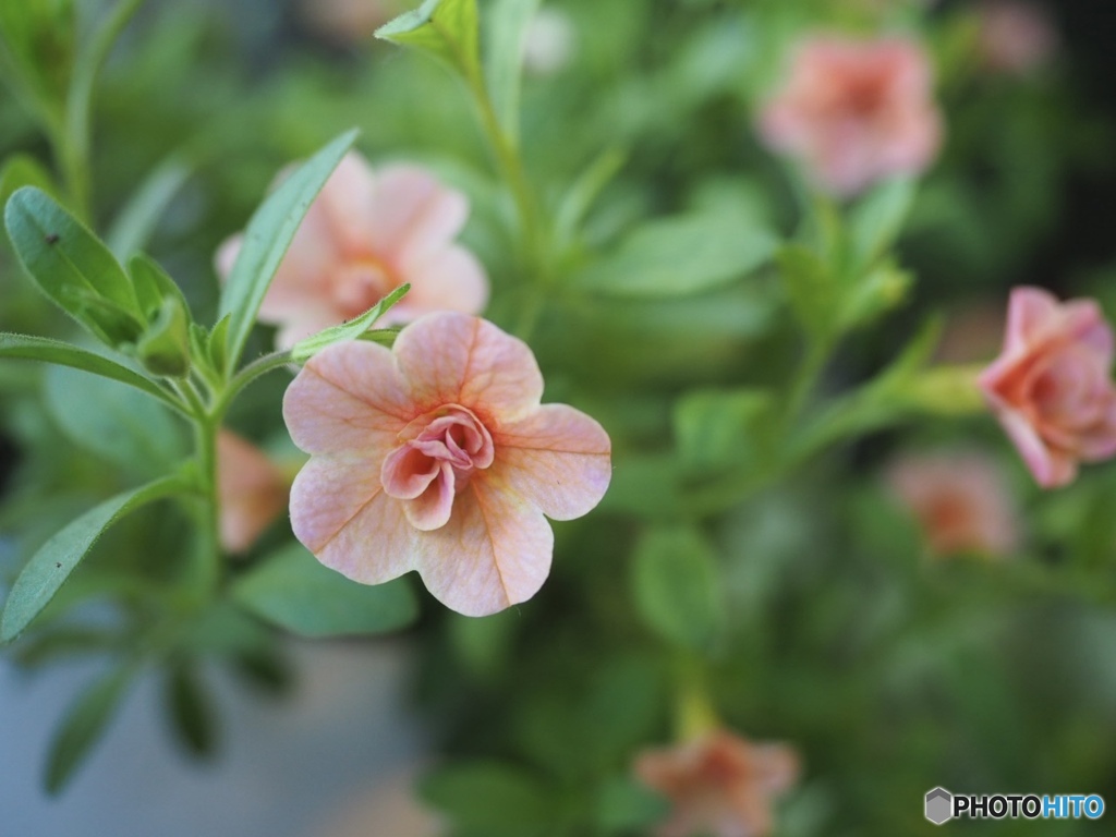 Calibrachoa
