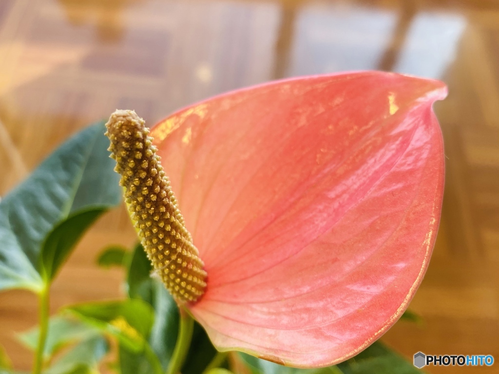 Anthurium