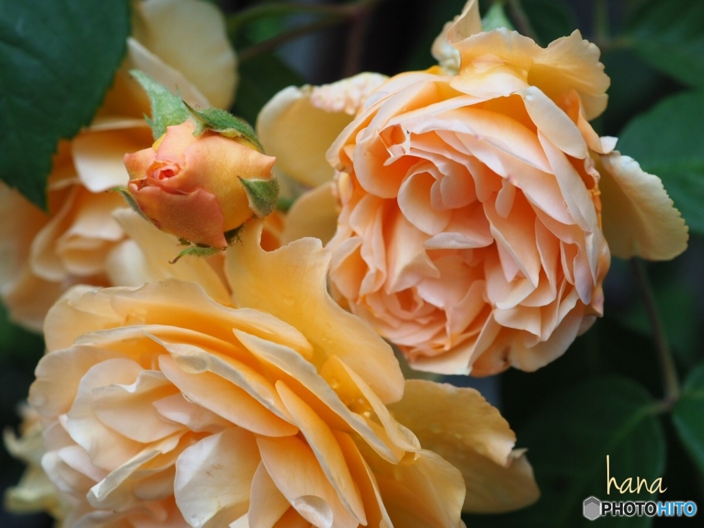 雨あがりの薔薇は元気です