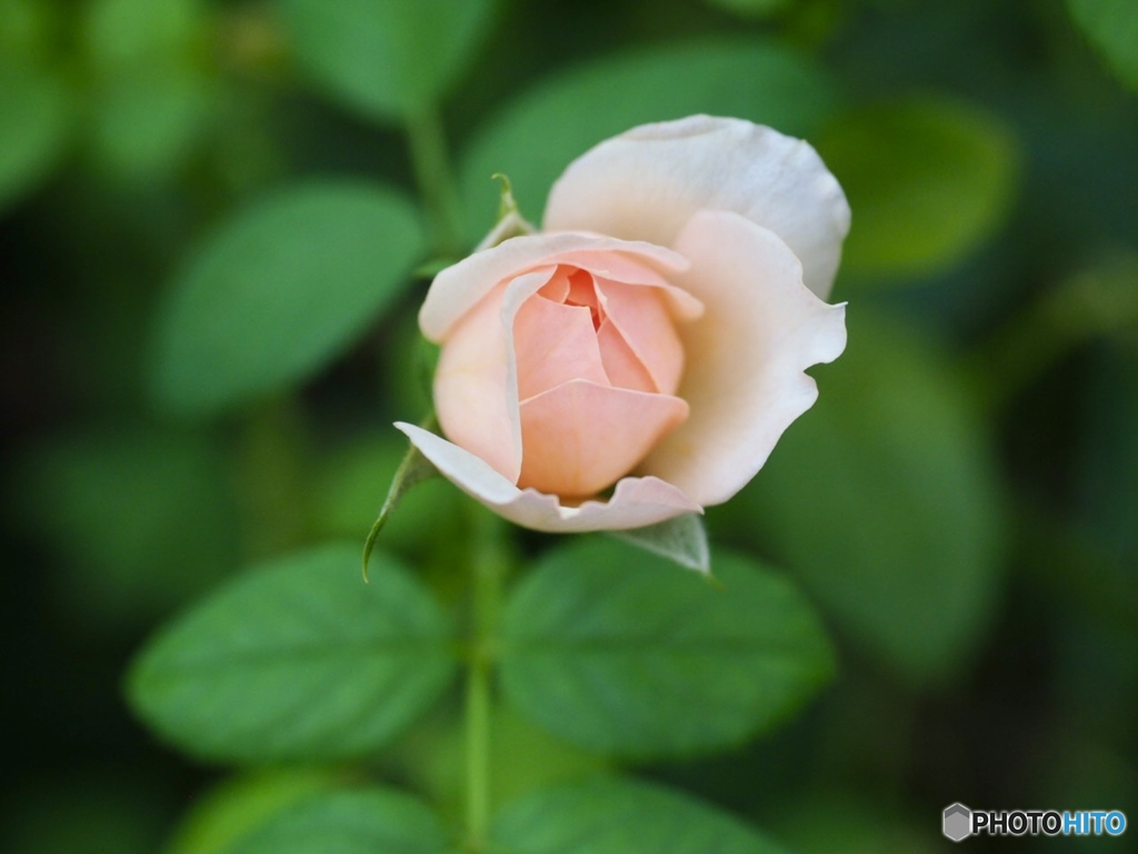 8月2日