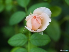 8月2日