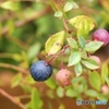 Cranberry
