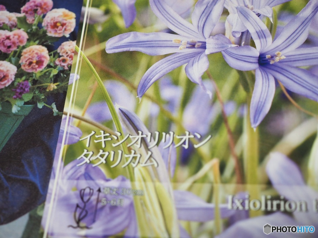 呪文のような球根を植え付けて