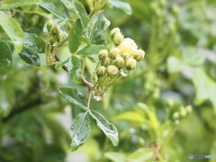 春時雨