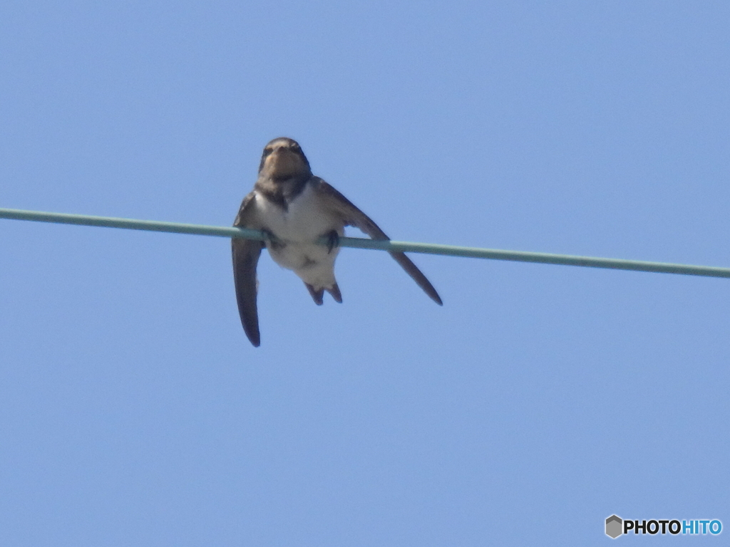 ペンギンの真似だよ〜