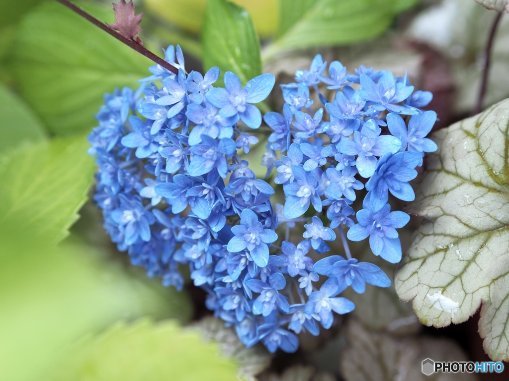 Blue Heart（あなたに届けたくて）