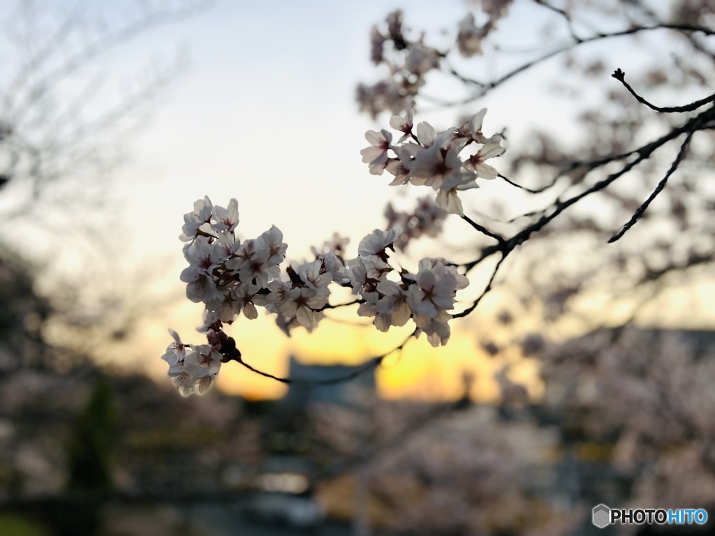 夕暮れ桜
