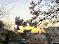 夕暮れ桜