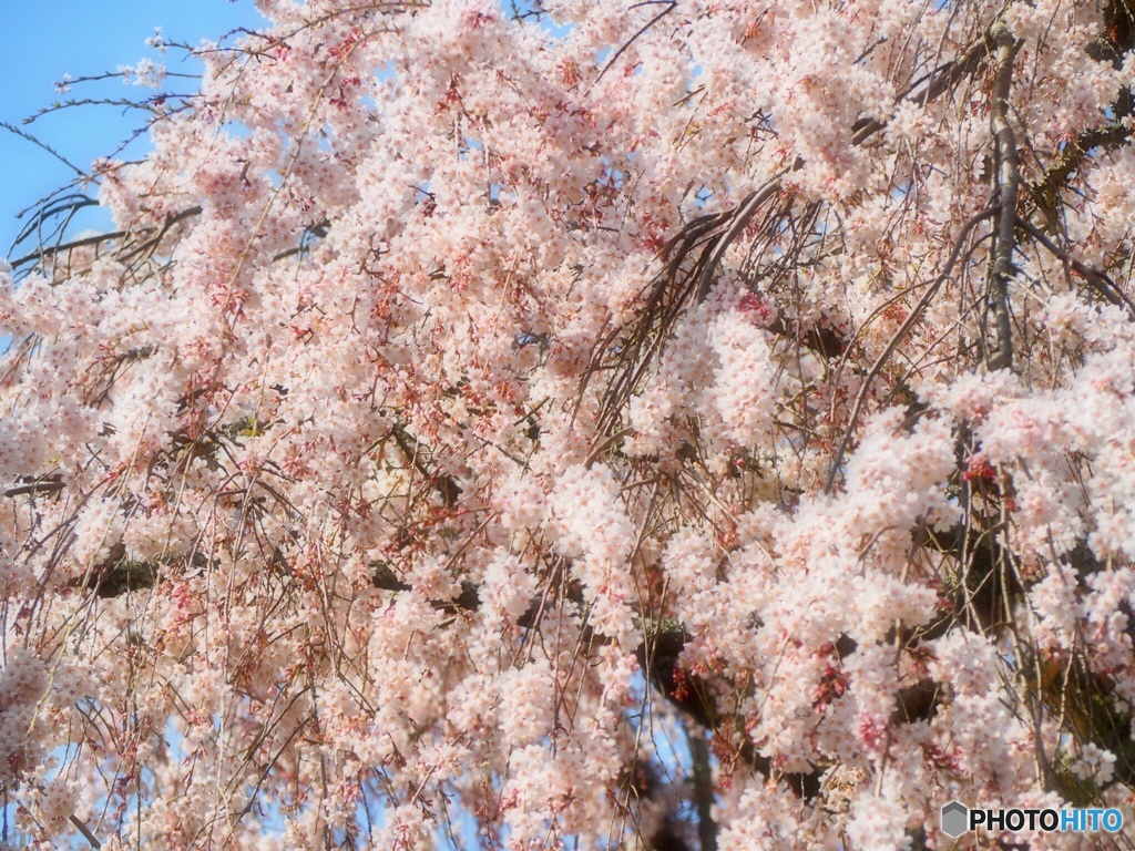 桜色に染まる時間