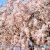 桜色に染まる時間
