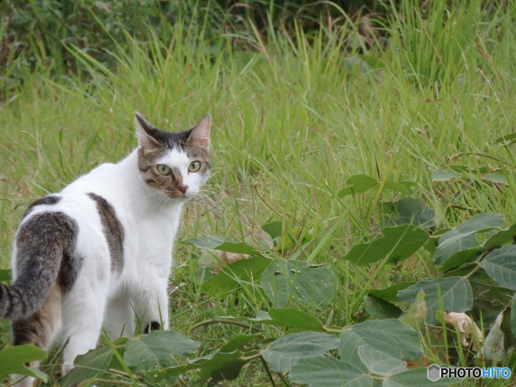 お尋ねするが、いつもお土産置いてゆくのはキミかね？