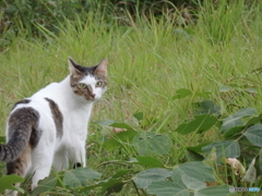 お尋ねするが、いつもお土産置いてゆくのはキミかね？