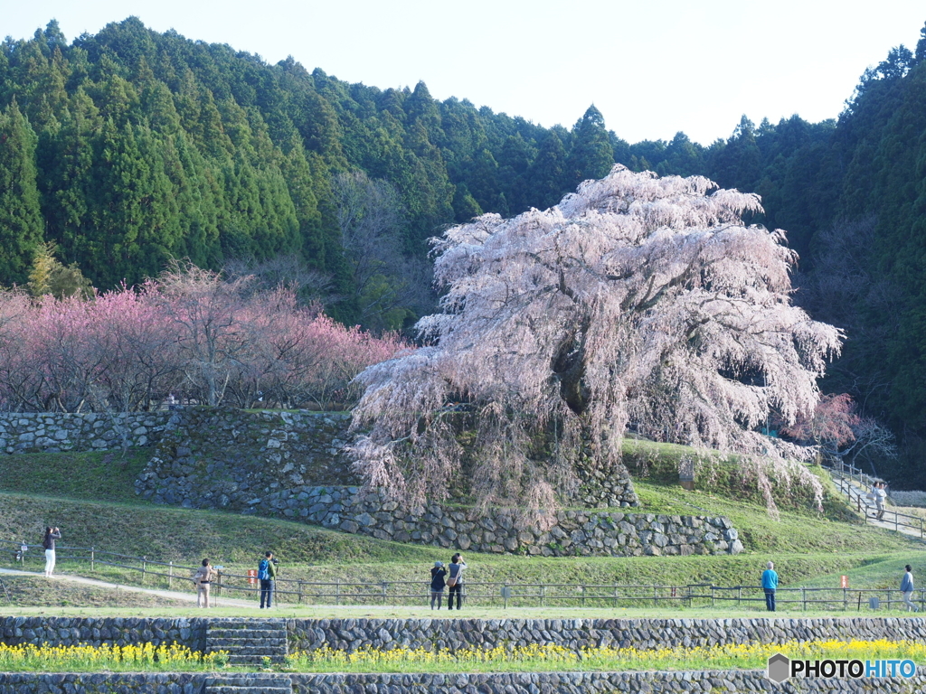 又兵衛桜と桃と