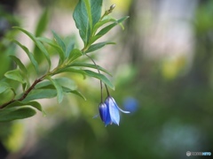 Blue Bell