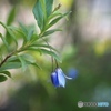 Blue Bell