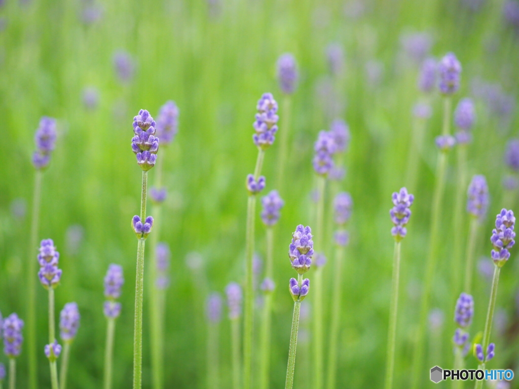 lavender色の夏