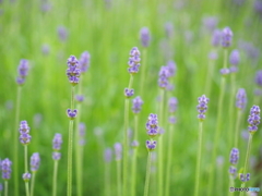 lavender色の夏