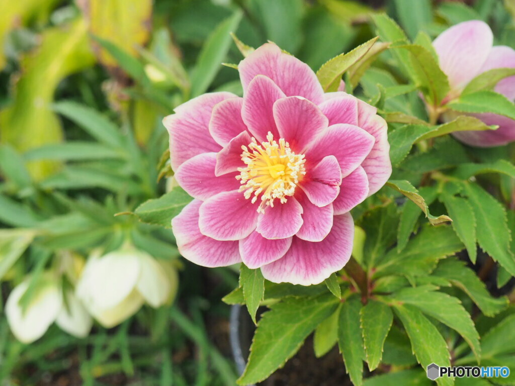 弥生12日