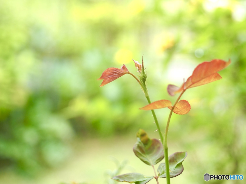 はじまりのうた