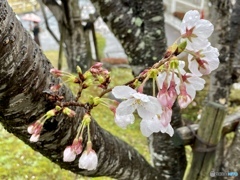 桜月雨