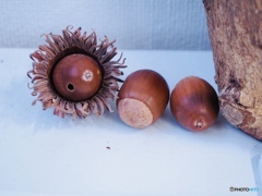 どんぐりコロコロ