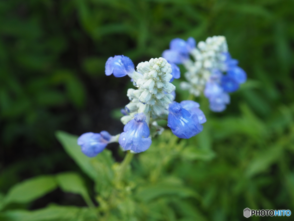 サルビア・サリーファン