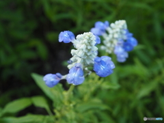 サルビア・サリーファン