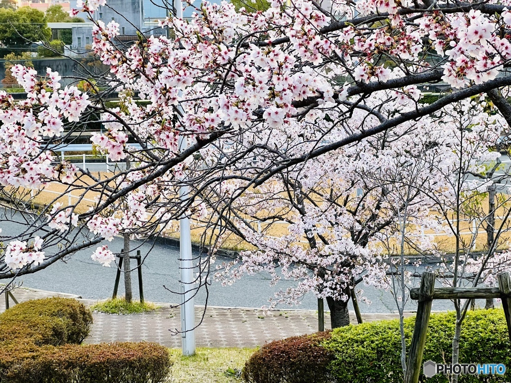 Sakurasaku
