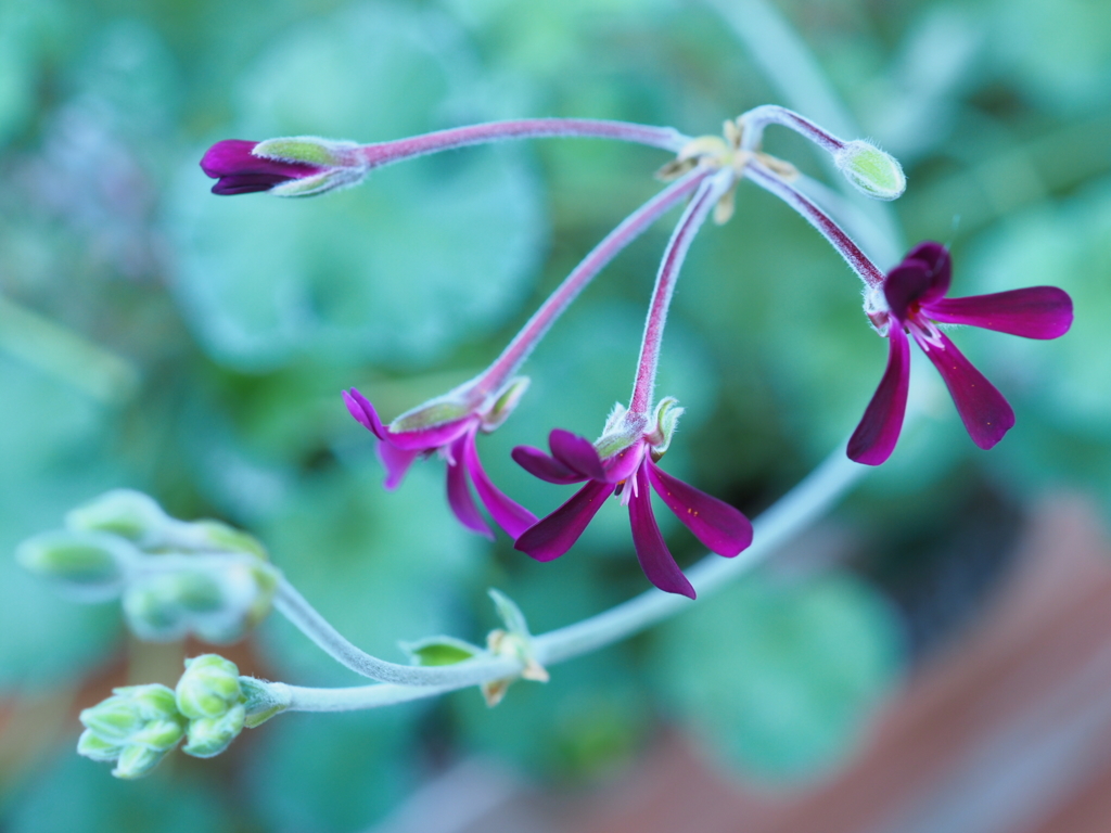 English Geranium