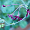 English Geranium