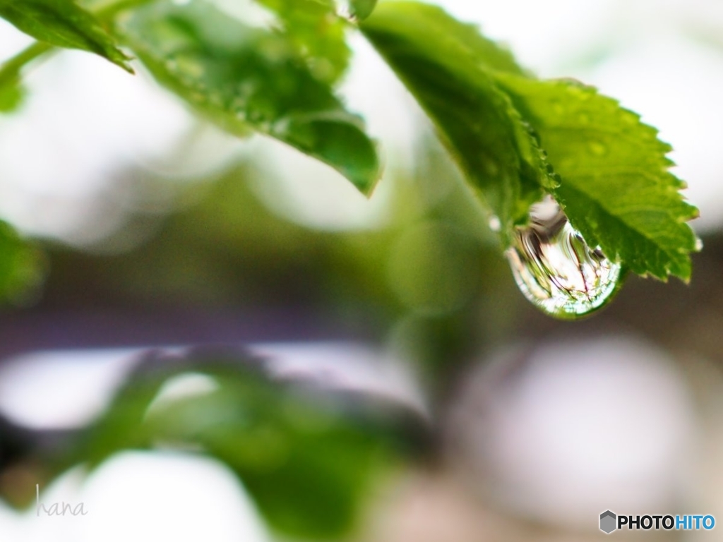 Water drop