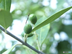 空を飛べたらイイのに…