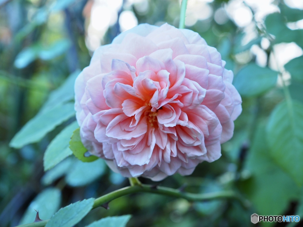 おはようございます