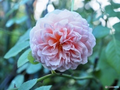 おはようございます