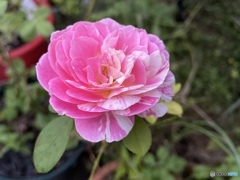 おかえりなさいとキミが云う