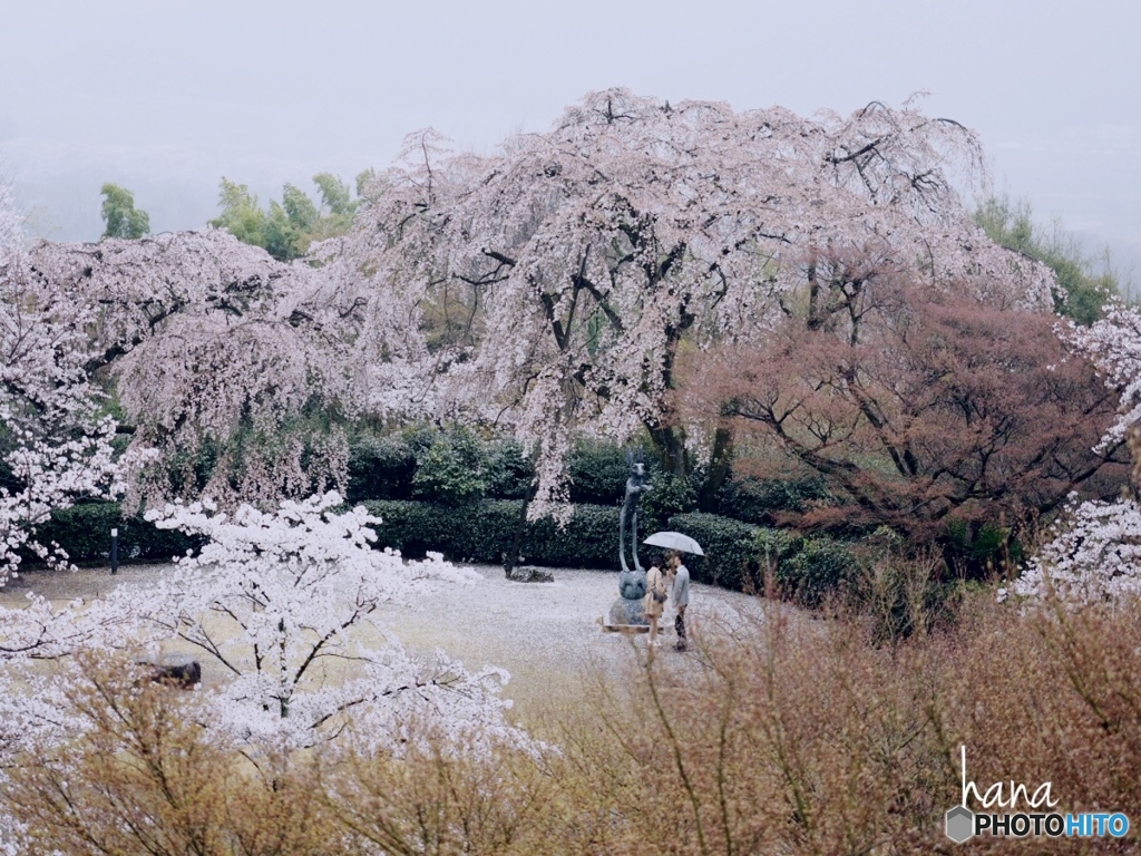 桜雨の中の二人