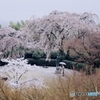 桜雨の中の二人