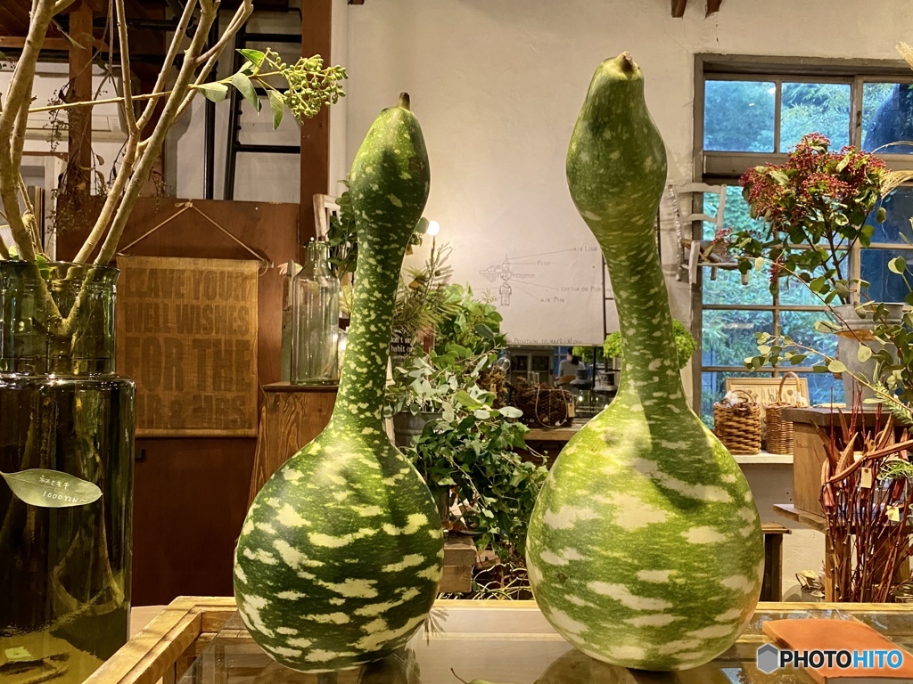 名前はハンテンスワン