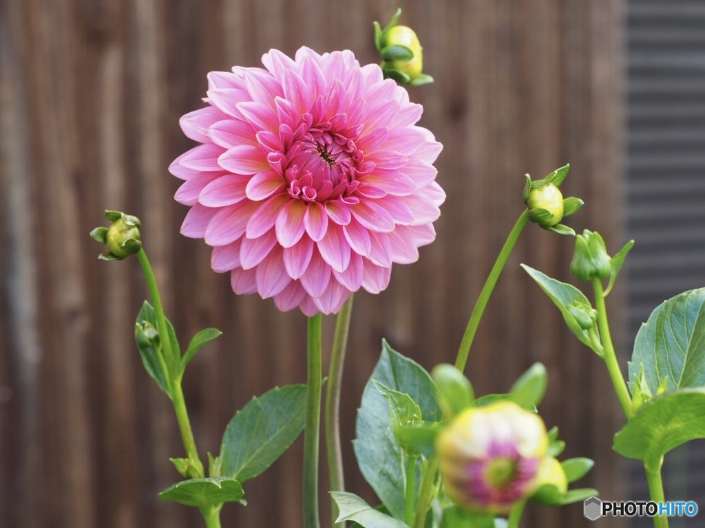 Bloomed